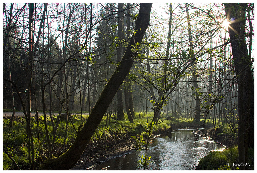 Nürnberger Reichswald