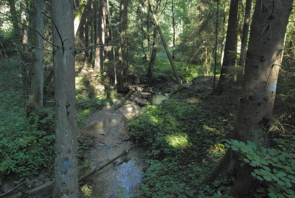 Nürnberger Reichswald II