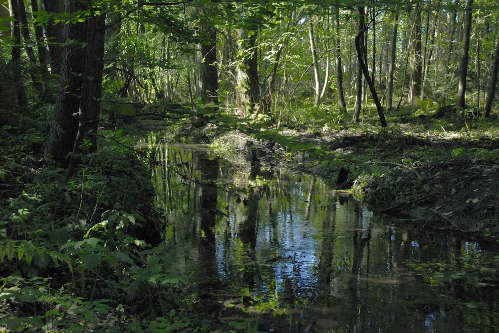 Nürnberger Reichswald III Foto & Bild | landschaft, bach, fluss & see