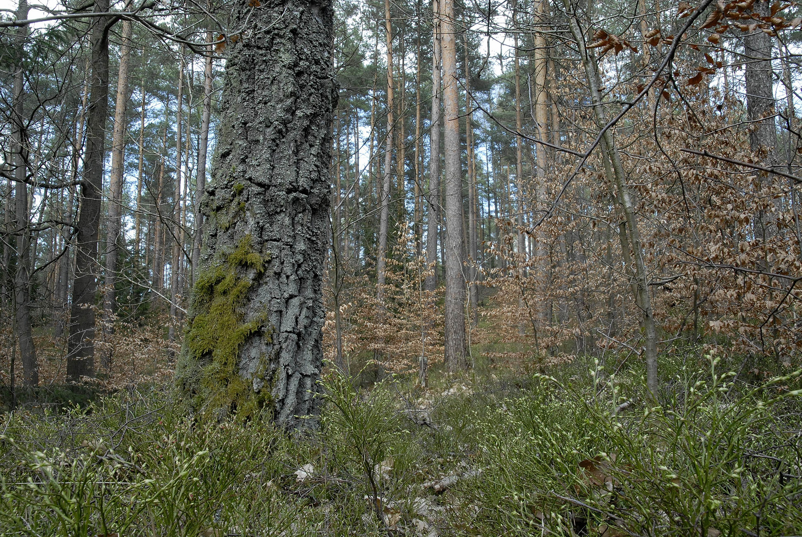 Nürnberger Reichswald im April, Bild2