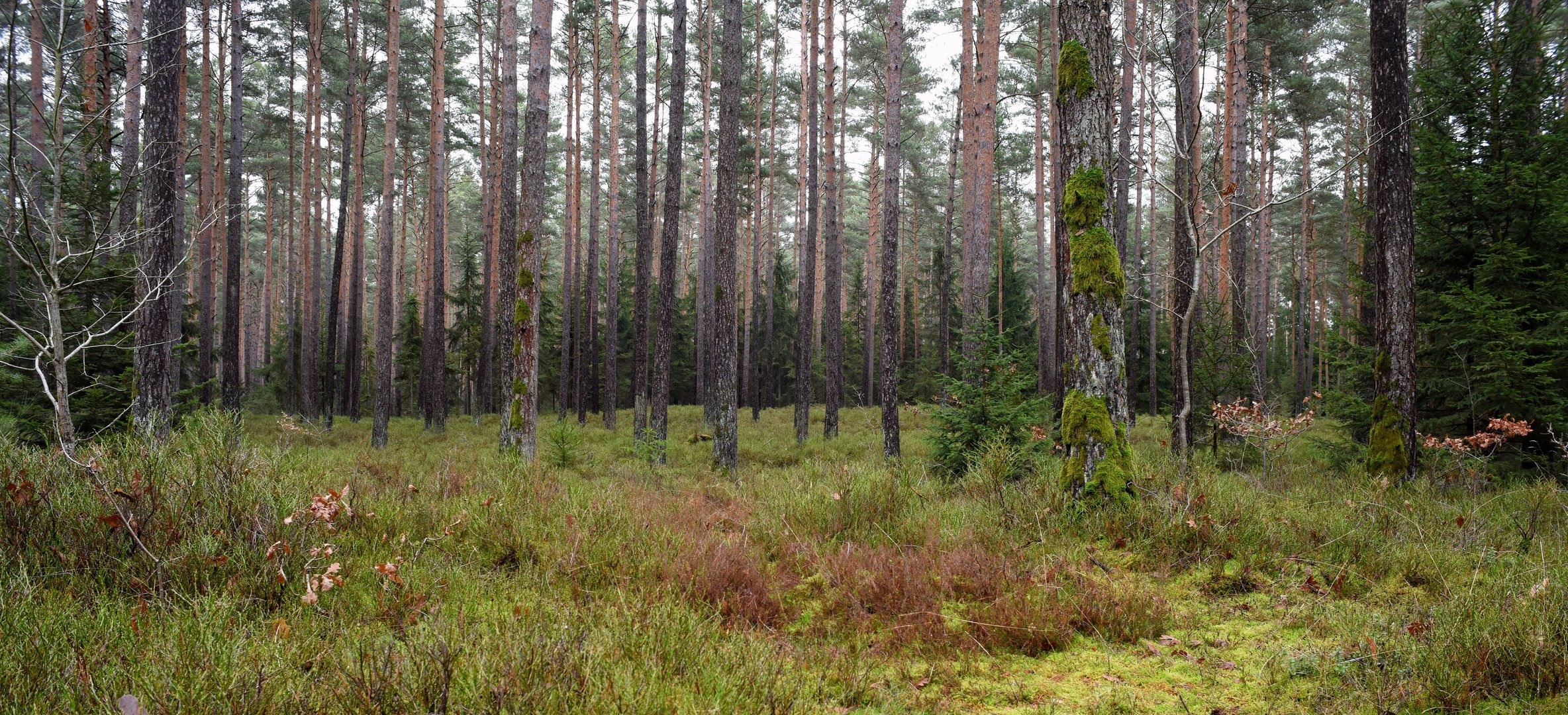 Nürnberger Reichswald im Dezember