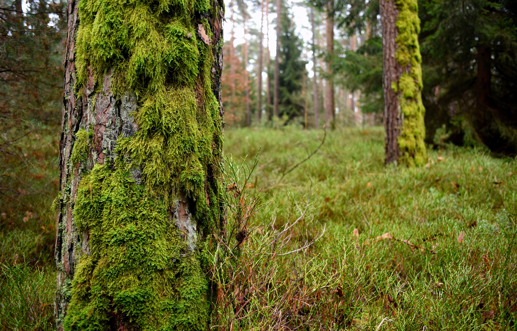 Nürnberger Reichswald im Dezember Bild2