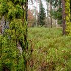 Nürnberger Reichswald im Dezember Bild2