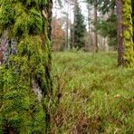 Nürnberger Reichswald im Dezember Bild2