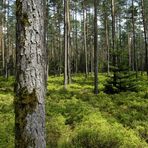 Nürnberger Reichswald im Frühling