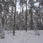 Nürnberger Reichswald im Winter