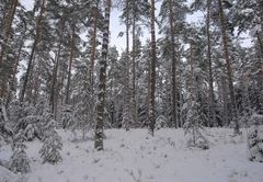 Nürnberger Reichswald im Winter