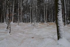 Nürnberger Reichswald im Winter II