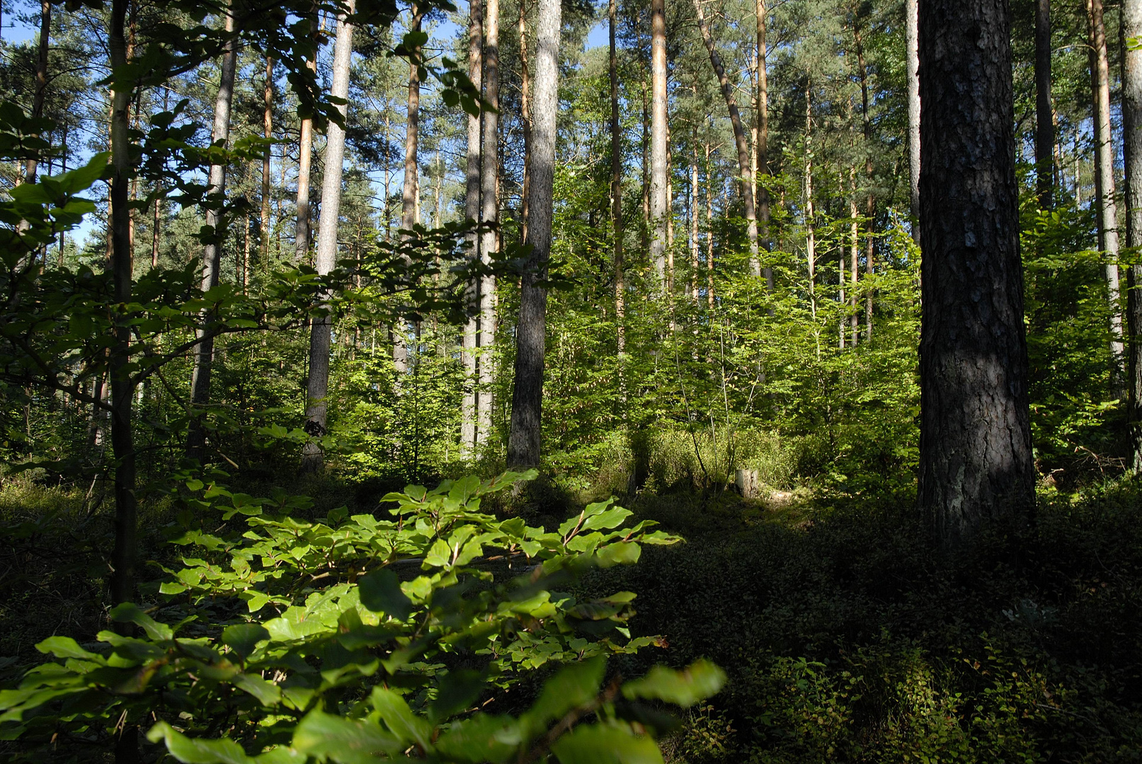 Nürnberger Reichswald - Wald im Wandel