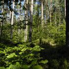 Nürnberger Reichswald - Wald im Wandel