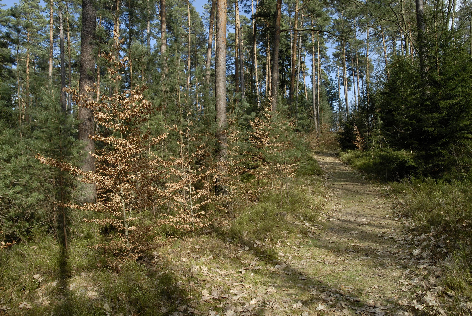 Nürnberger Reichswald, Waldweg im April