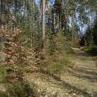 Nürnberger Reichswald, Waldweg im April