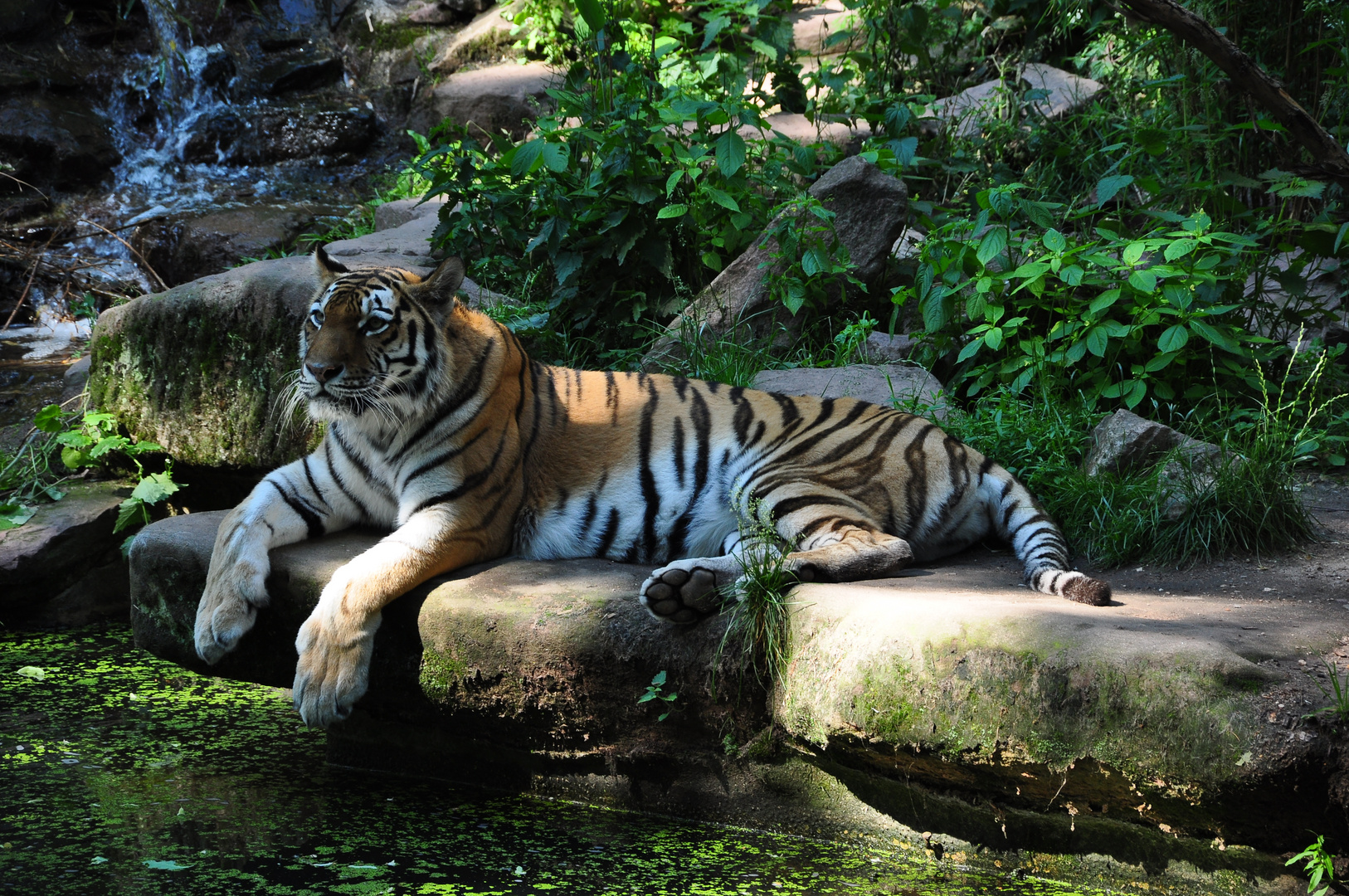 Nürnberger Tiergarten Foto & Bild tiere, zoo, wildpark & falknerei