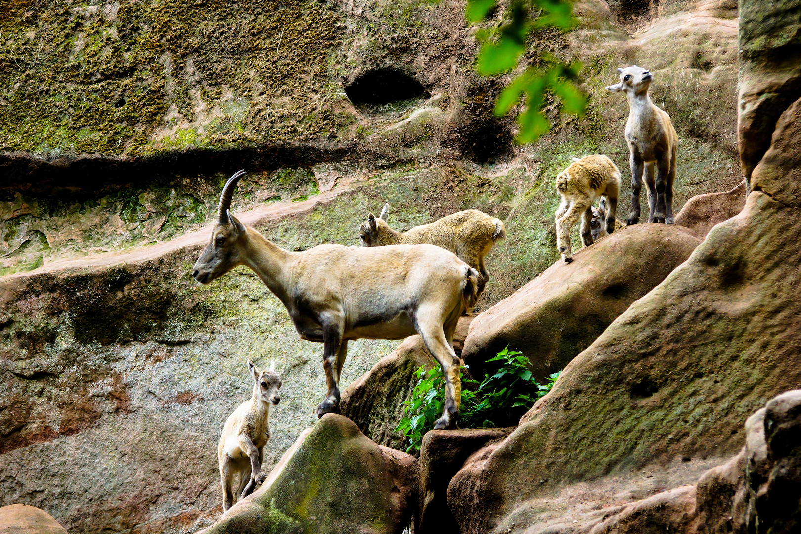 Nürnberger Tiergarten