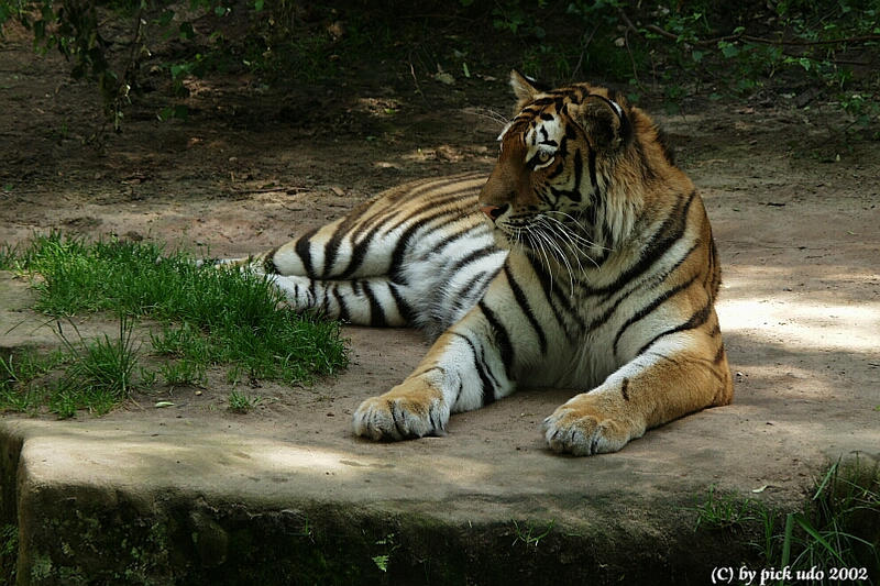 Nürnberger Tiergarten -Tiger