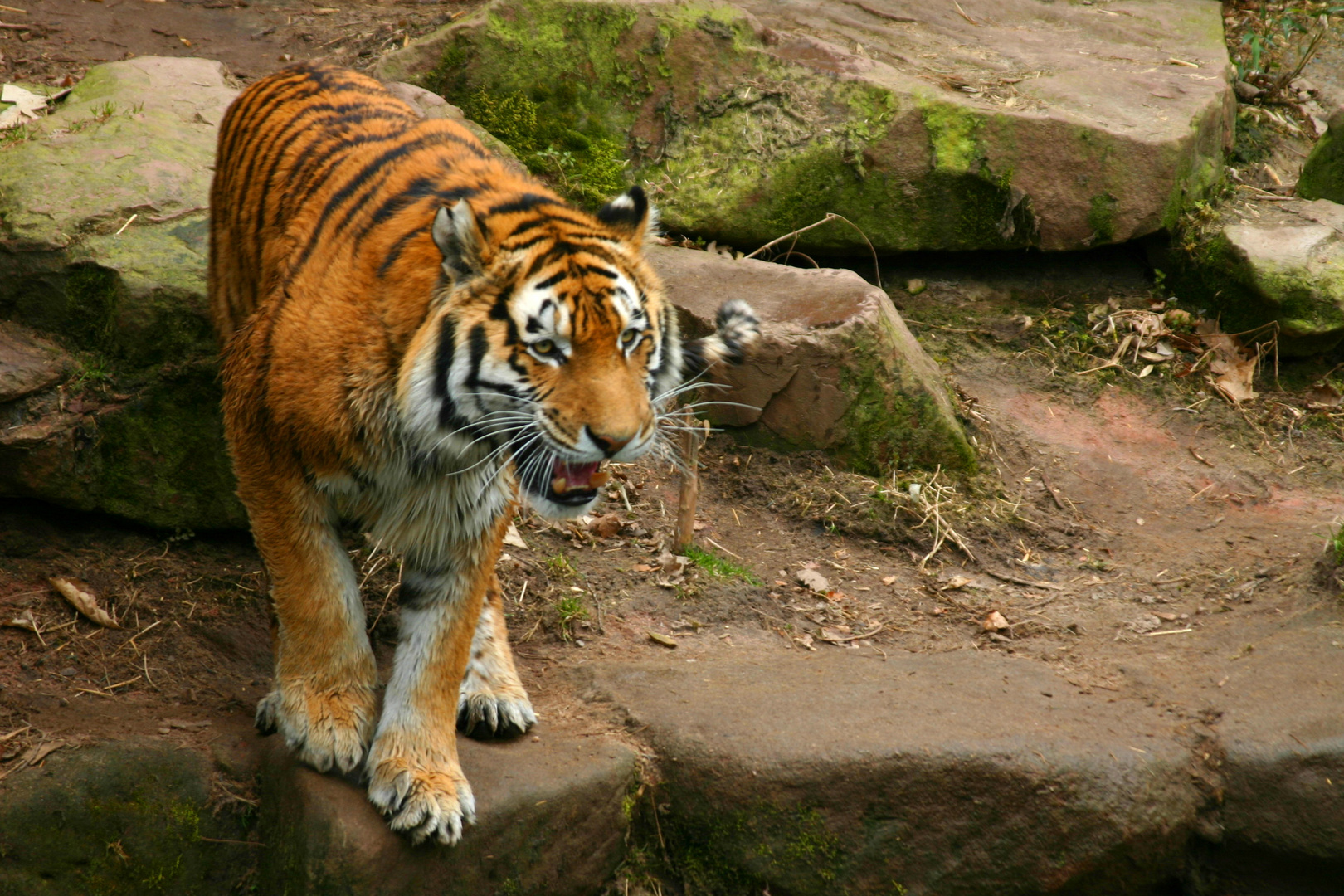 Nürnberger Tiger