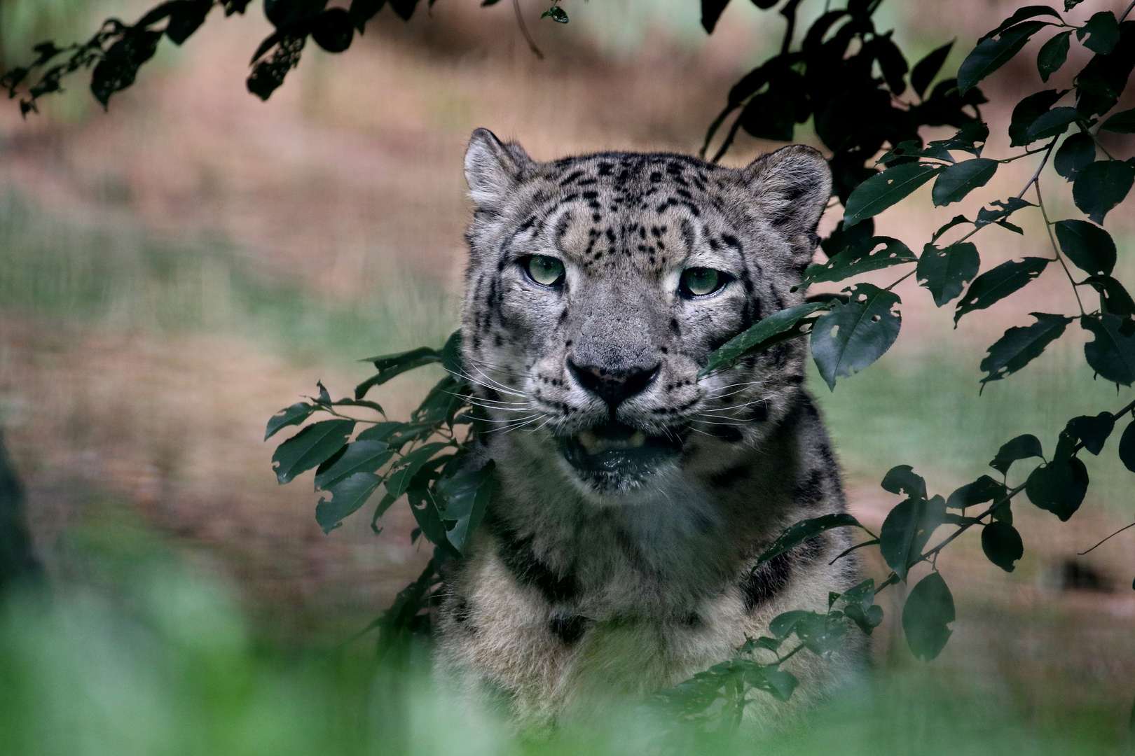 Nürnberger Zoo-02