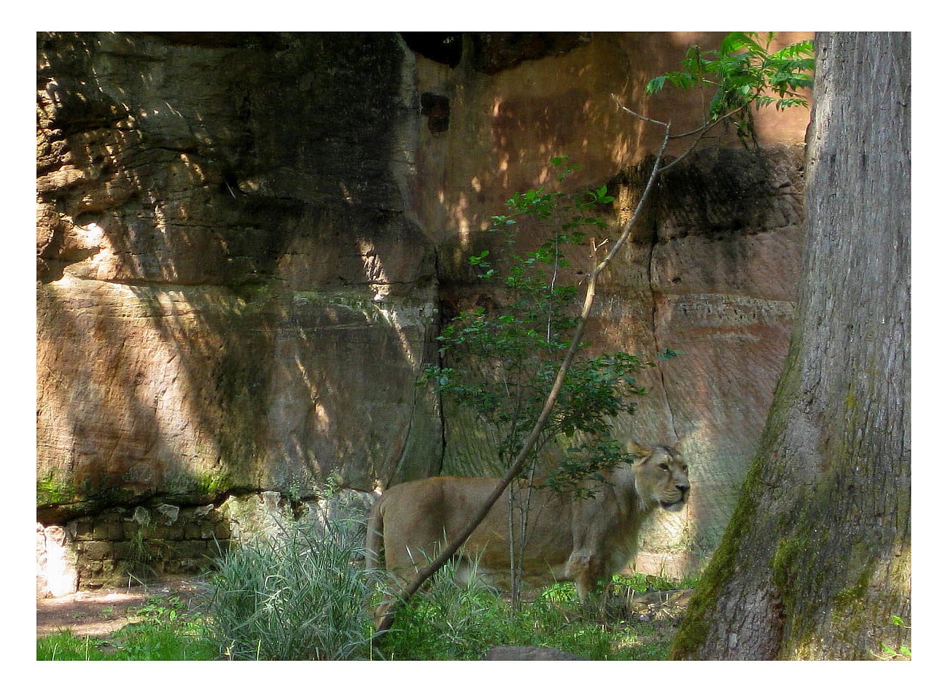 Nürnberger Zoo