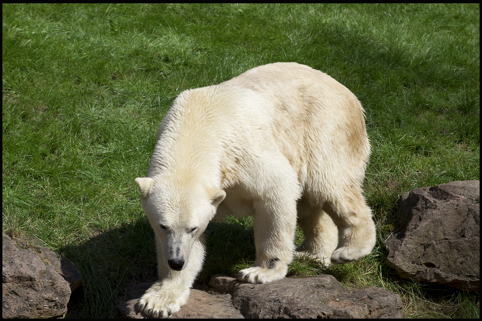 Nürnberger Zoo