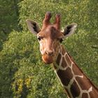 Nürnberger Zoo / Giraffe: "Der Depp ist schon wieder da!"