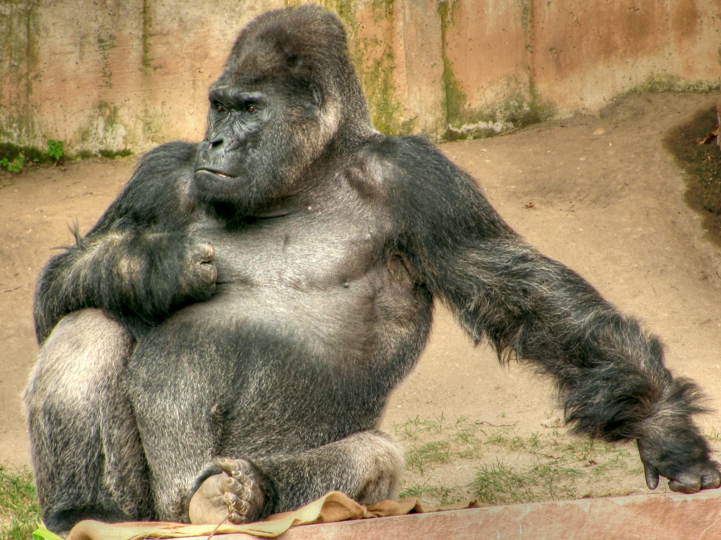 Nürnberger Zoo: Gorilla-01