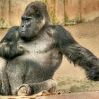 Nürnberger Zoo: Gorilla-01