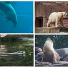 Nürnberger Zoo - Tiere am und im Wasser
