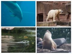 Nürnberger Zoo - Tiere am und im Wasser