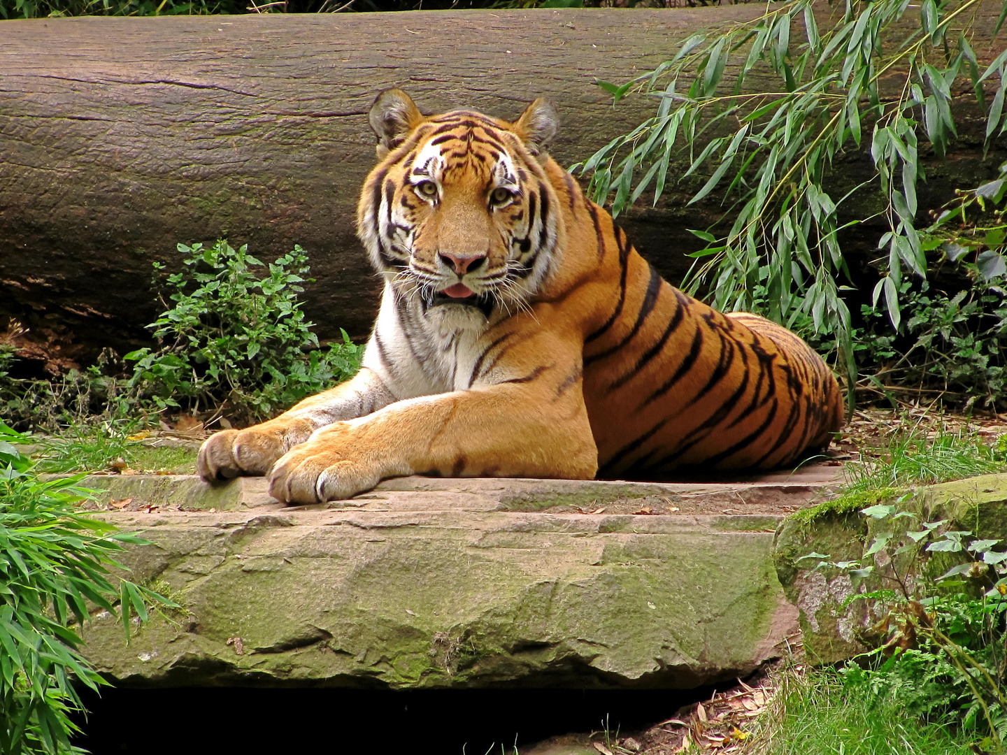 Nürnberger Zoo: Tiger-01