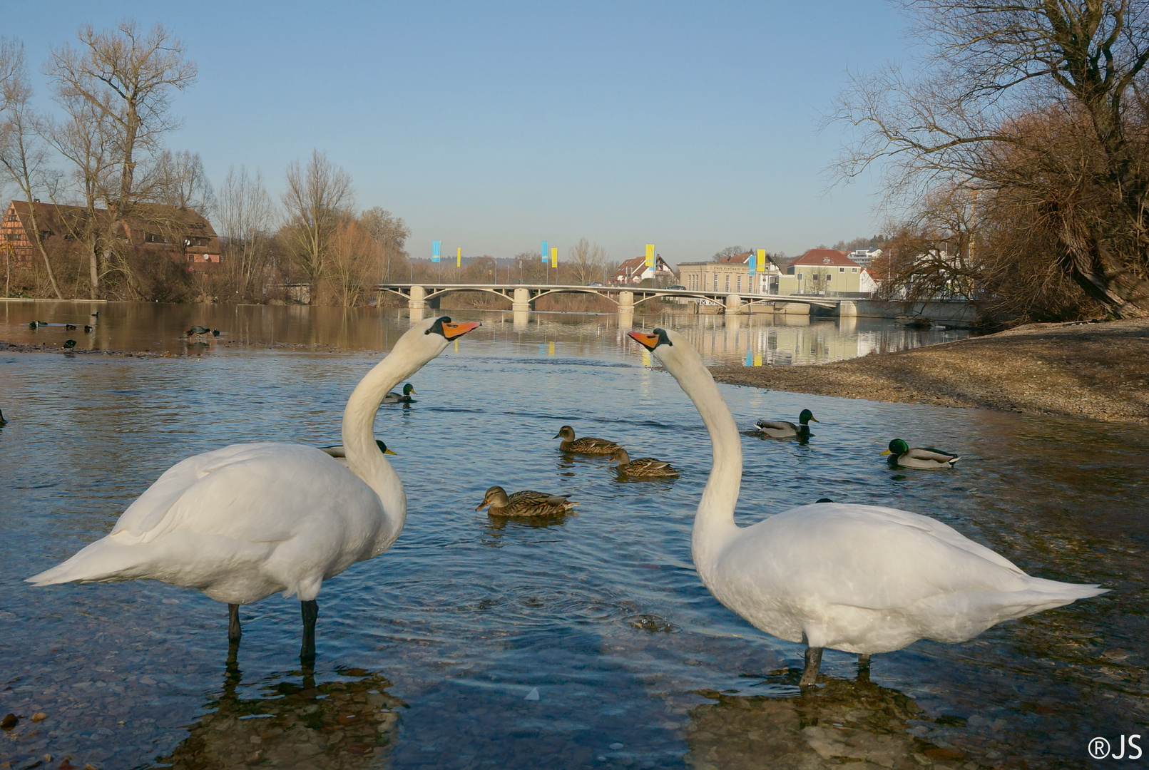 Nürtinger Schwäne