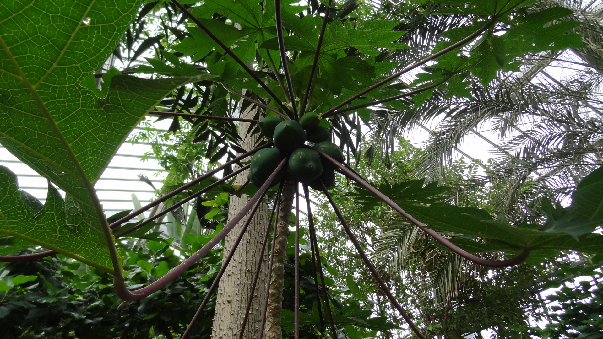 Nüsse am Baum