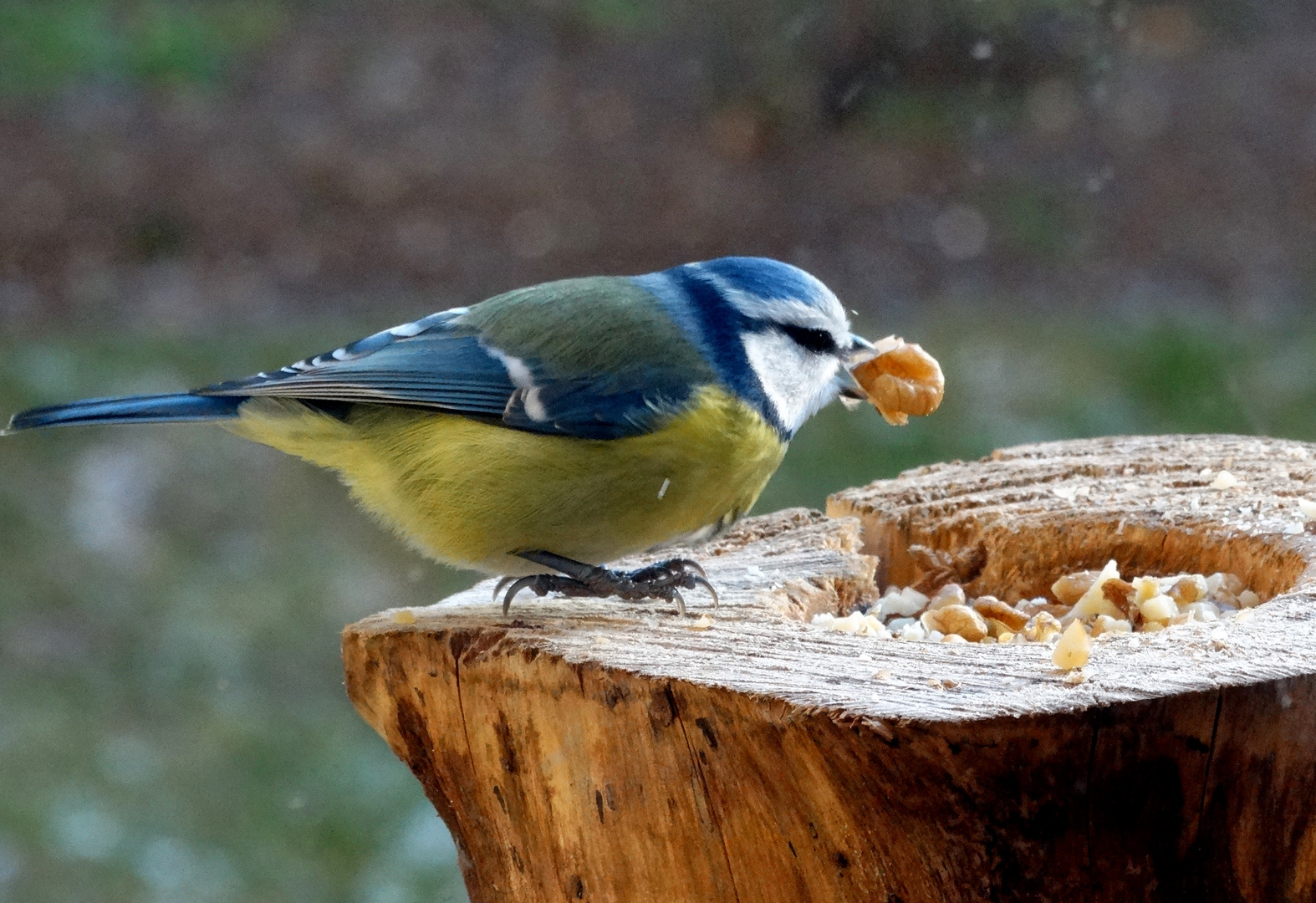 Nüsse schmecken vorzüglich