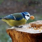 Nüsse schmecken vorzüglich