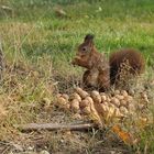 Nüsse, schnell verstecken