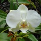 nuestra flor nacional "la orquidea"