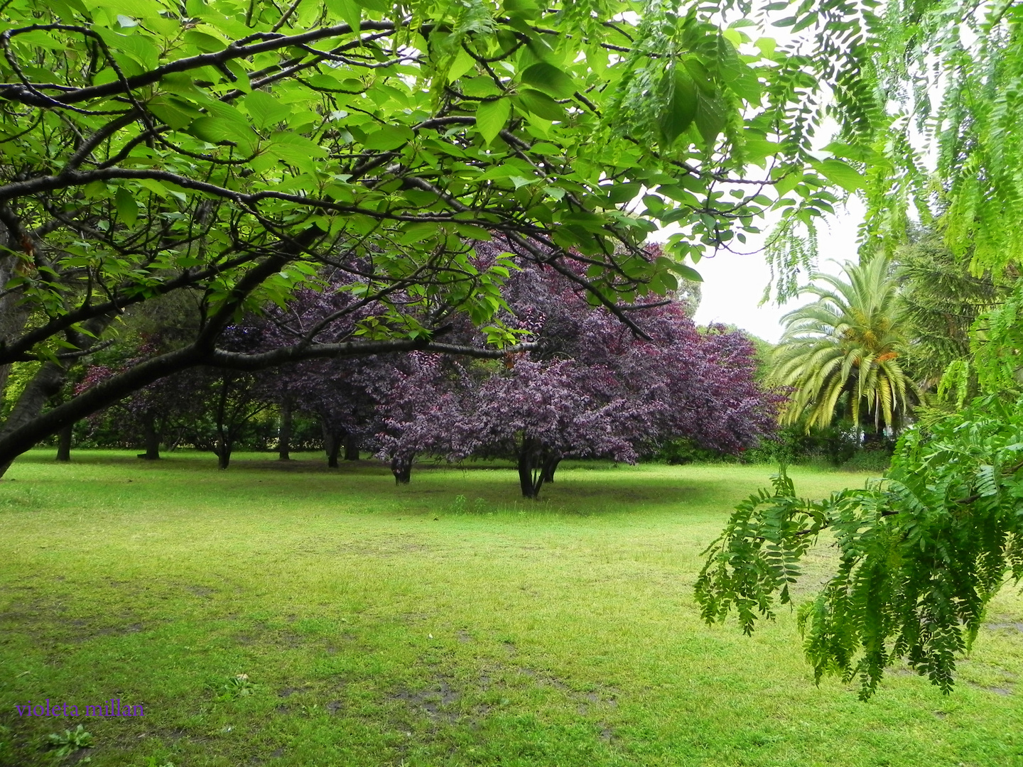 nuestro parque,MIGUEL LILLO