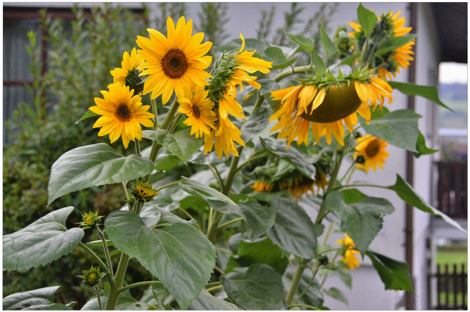 nuestros girasoles (unsere Sonnenblumen)