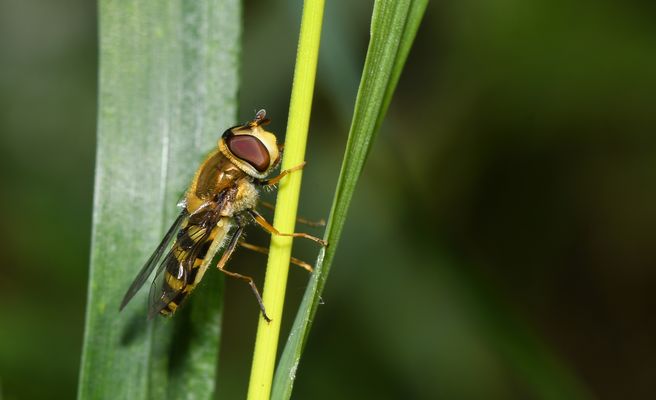 NÜTZLICHE INSEKTEN!