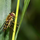 NÜTZLICHE INSEKTEN!