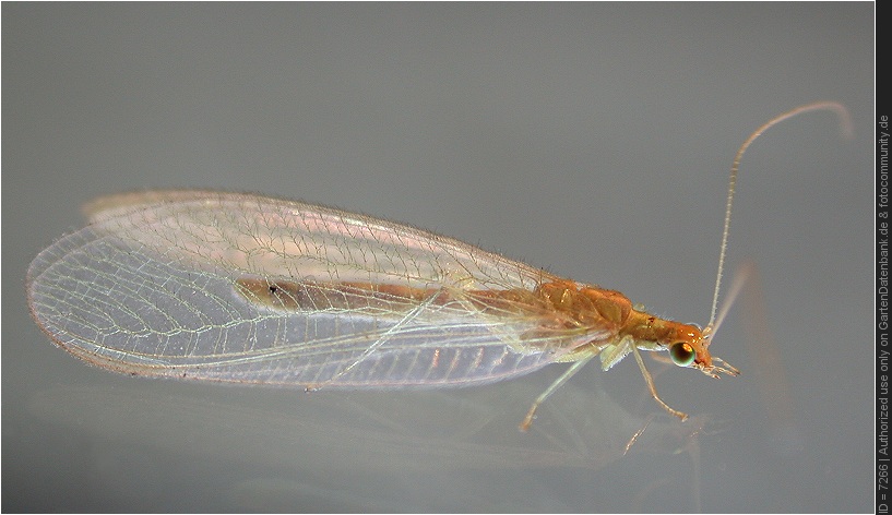 Nützliche Insekten: Florfliege, Lacewing (Chrysoperla carnea)