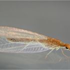 Nützliche Insekten: Florfliege, Lacewing (Chrysoperla carnea)