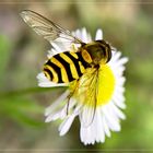  nützliche Schwebfliege (Syrphidae), 