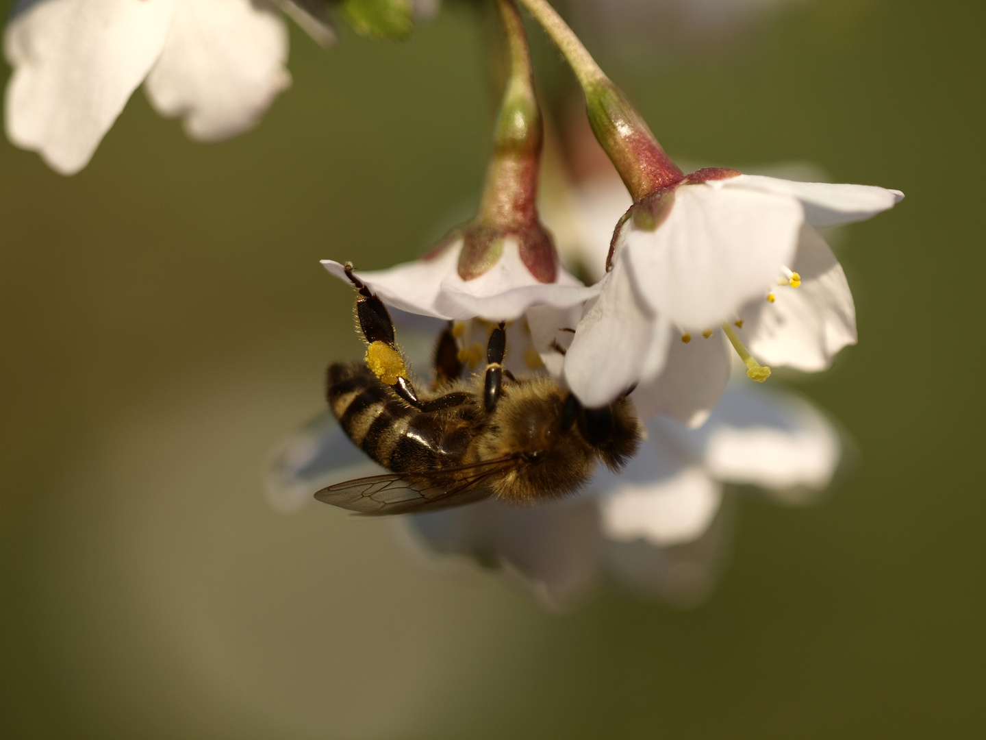 Nützling: Biene