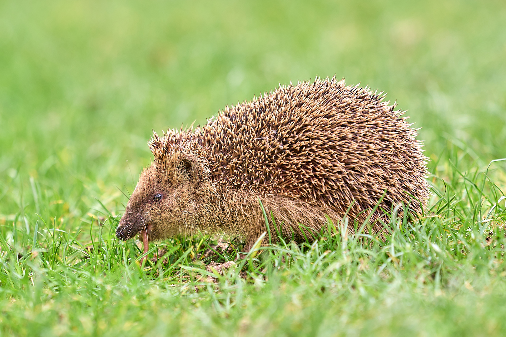 Nützling gegen Nützling