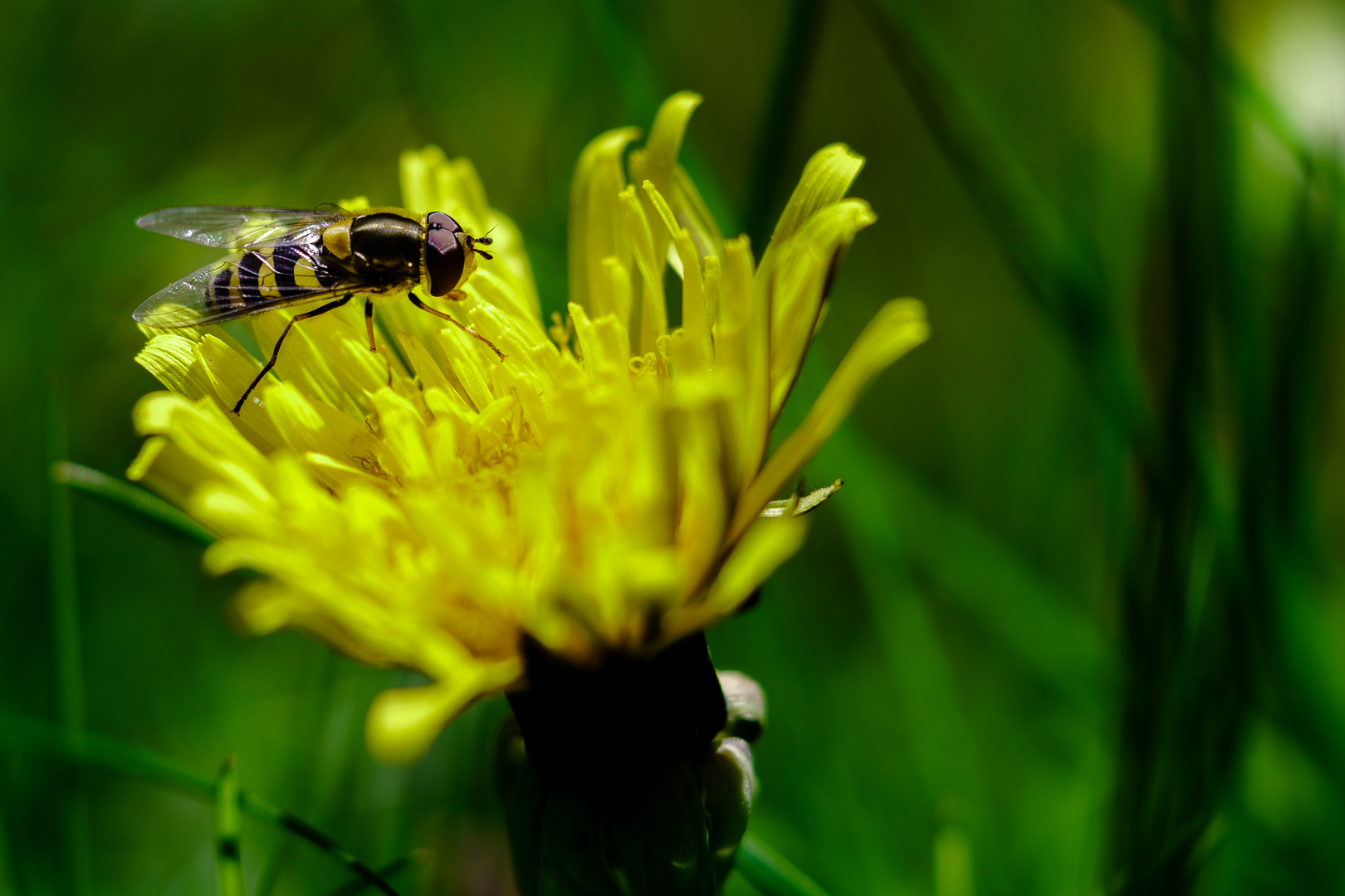 Nützling im Garten