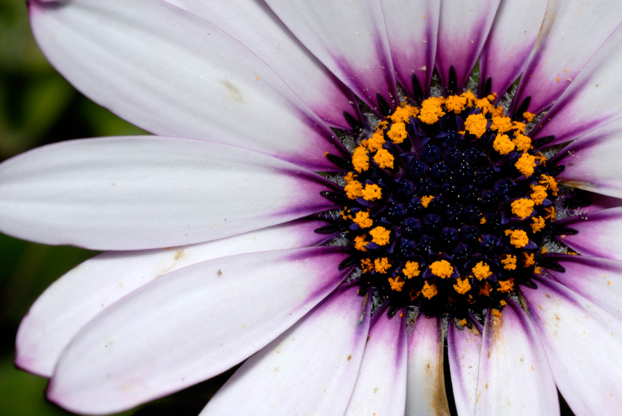 Nuevas flores