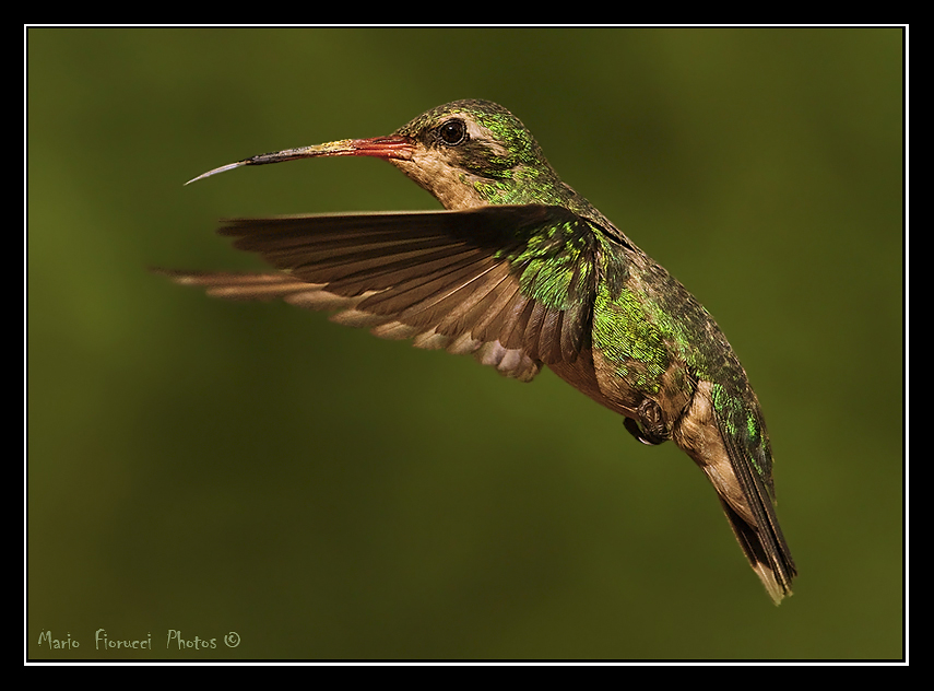 Nuevo Colibrí