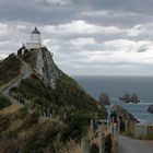 Nugget Point (Neuseeland)