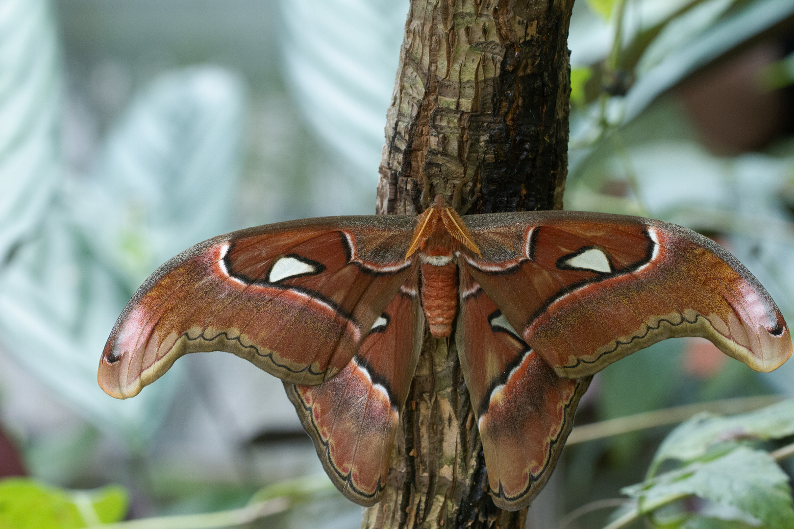 Nuit exotique : . L’Atlas (Attacus atlas