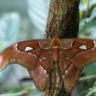 Nuit exotique : . L’Atlas (Attacus atlas